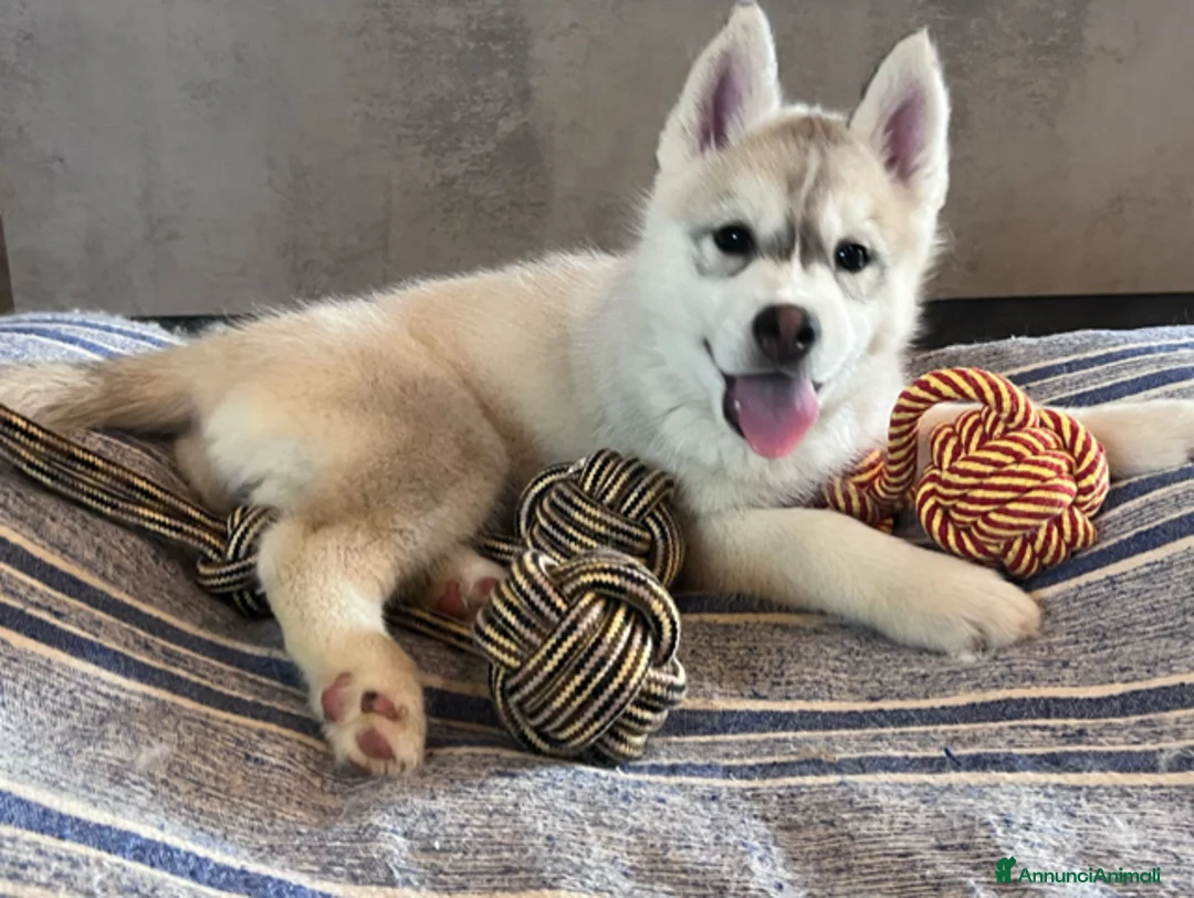 Husky cani in vendita: Magnifico cucciolo di Siberian Husky a Provincia di Cuneo - Annuncio 3