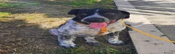 Meticcio cani in regalo: YUKI ASPETTA UNA MAMMA  a Provincia di Varese - Annuncio 1