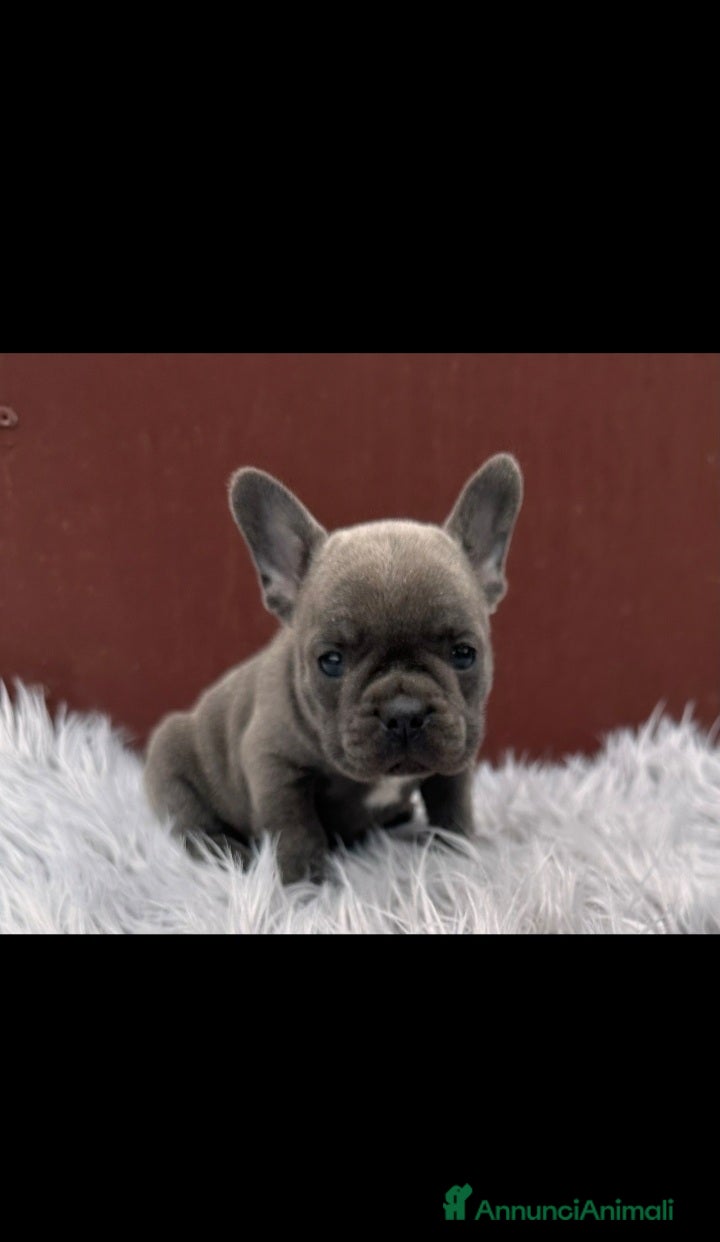Bulldog Francese cani Bulldog francesi esotici - Annuncio 1