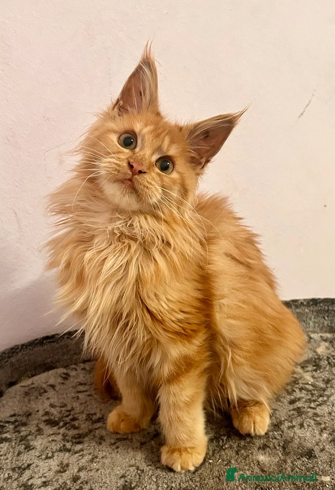 Maine Coon gatti in vendita: Cuccioli Maine Coon - Annuncio 2
