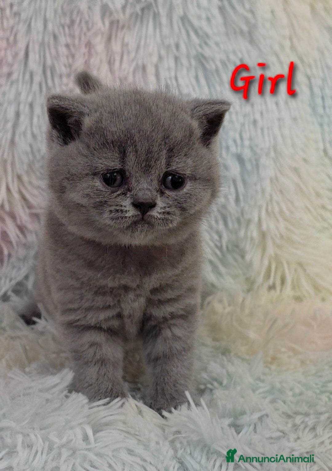 British gatti in vendita: Cucciole British shorthair  - Annuncio 19