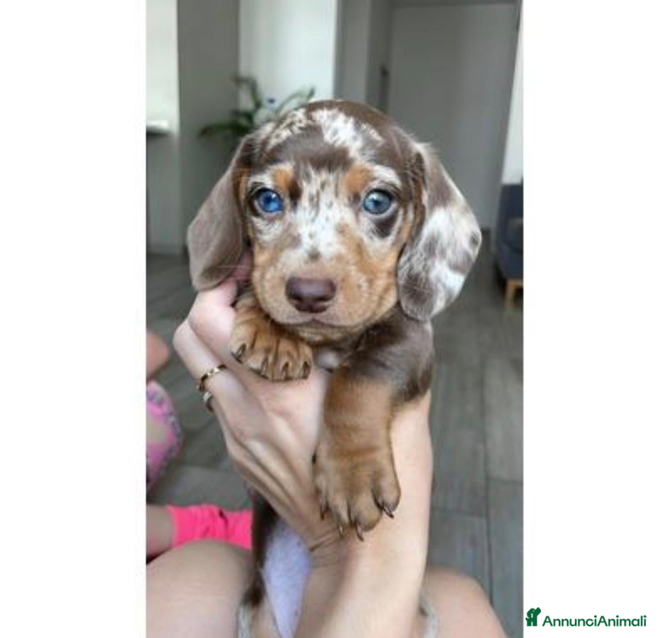 Bassotto cani Bassotti toy - Annuncio 4