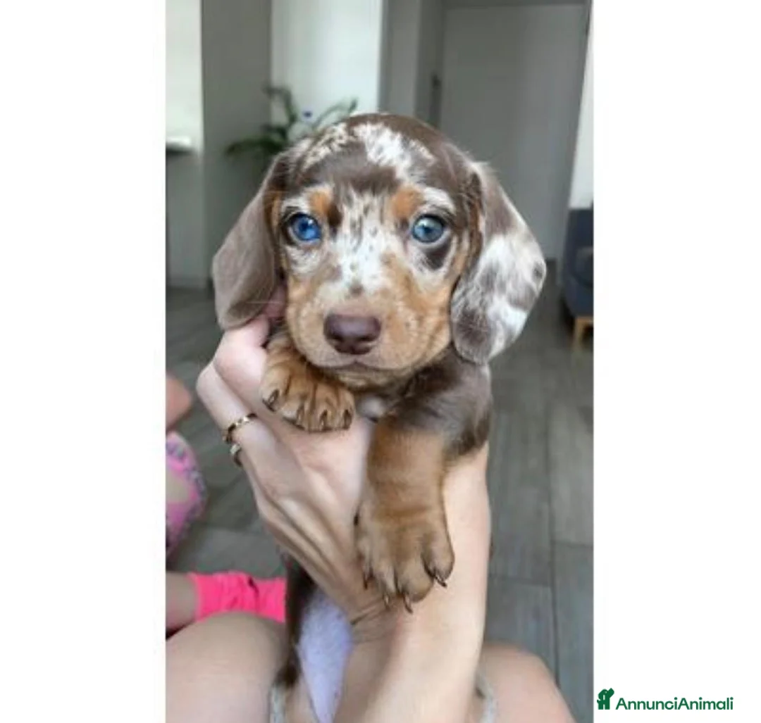 Bassotto cani in vendita: Bassotti toy - Annuncio 1
