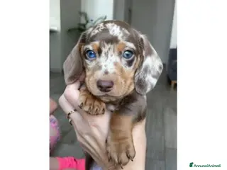 Bassotto cani Bassotti toy - Annuncio 4