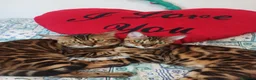 Bengala gatti in vendita: Cuccioli gattini del Bengala - Annuncio 2
