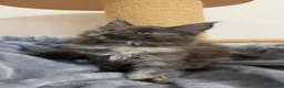 Maine Coon gatti in vendita: Gattini Maine Coon - Annuncio 15