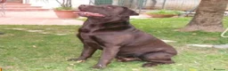 Labrador cani in vendita: Labrador Retriever_cucioli neri - Annuncio 3