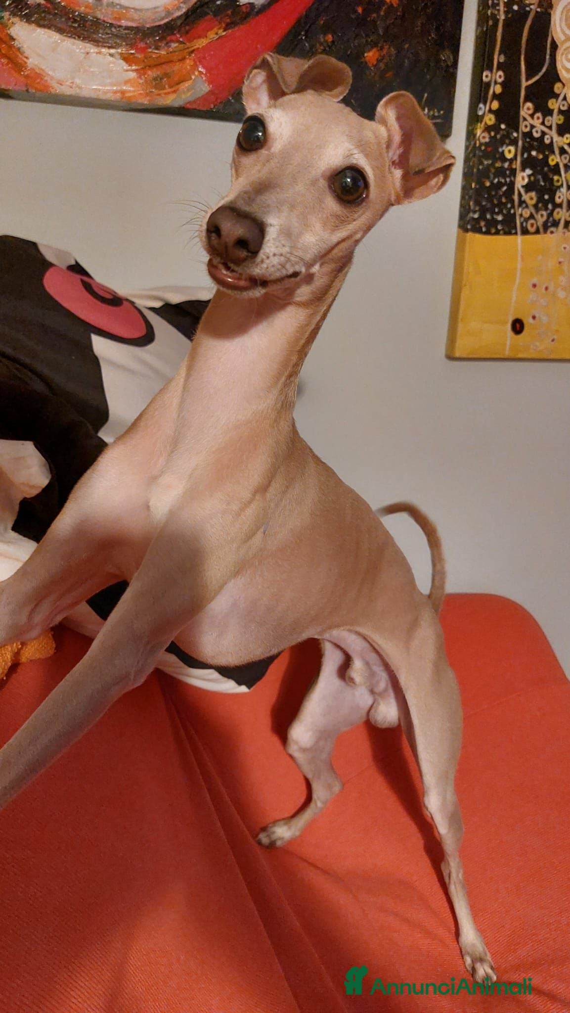 Levriero cani cercasi femmina da mota  - Annuncio 5