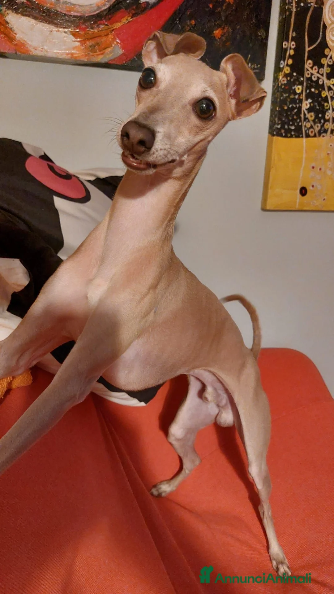Levriero cani per accoppiamento: cercasi femmina da mota  a Provincia di Modena - Annuncio 1