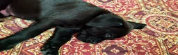 Cane Corso cani in vendita: Ultimo cucciolo  - Annuncio 3