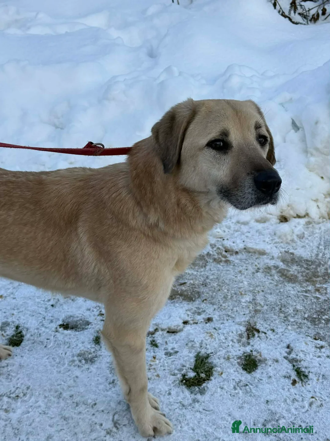 Meticcio cani in regalo: ALEX, cane grande dal cuore gigante! - Annuncio 8