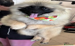 Wolfspitz cani in vendita: Cuccioli Wolfspitz/Keeshond a Provincia di Como - Immagine 8