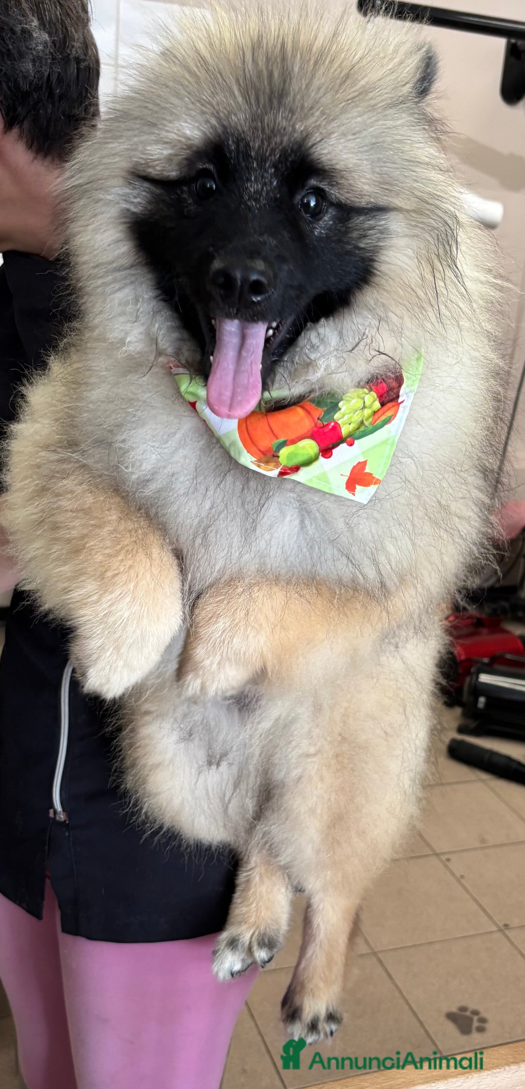 Wolfspitz cani in vendita: Cuccioli Wolfspitz/Keeshond a Provincia di Como - Immagine 8