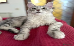 Maine Coon gatti in vendita: Gattini Maine coon disponibile da subito a Città metropolitana di Roma Capitale - Immagine 5