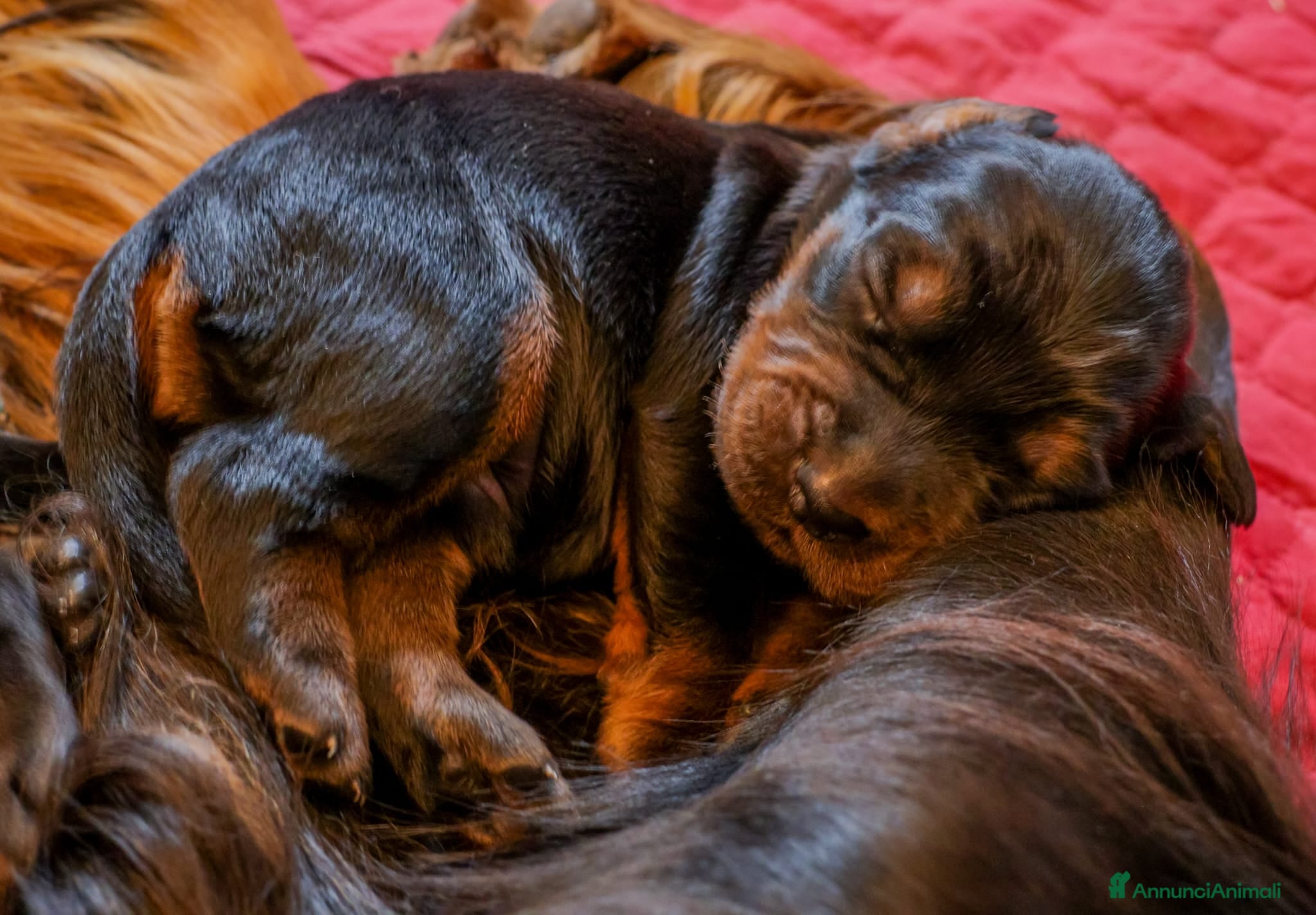 Setter Gordon cani Setter Gordon  - Annuncio 5