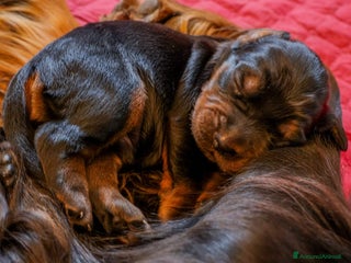 Setter Gordon cani Setter Gordon - Annuncio 3