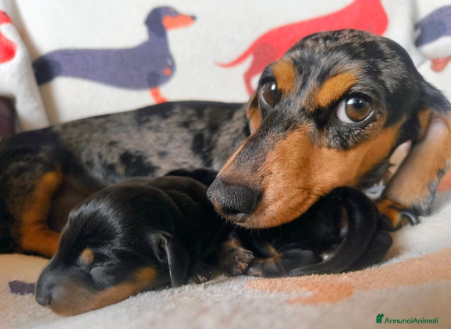 Bassotto cani - Annuncio 2