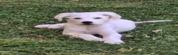 Meticcio cani in regalo: YOSHI 💙-cucciolo mix pastore, chiami per lui 😢? a Provincia di Imperia - Annuncio 4