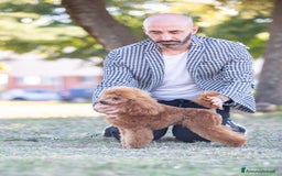 Barboncino Toy cani in vendita: Barboncino Toy Red - Immagine 3