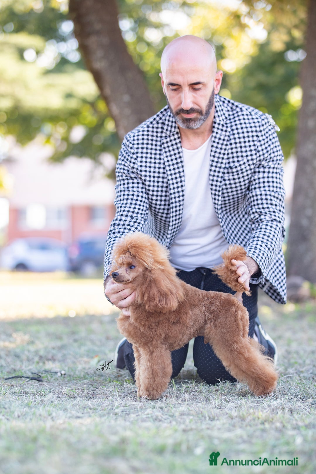 Barboncino Toy cani in vendita: Barboncino Toy Red - Immagine 3