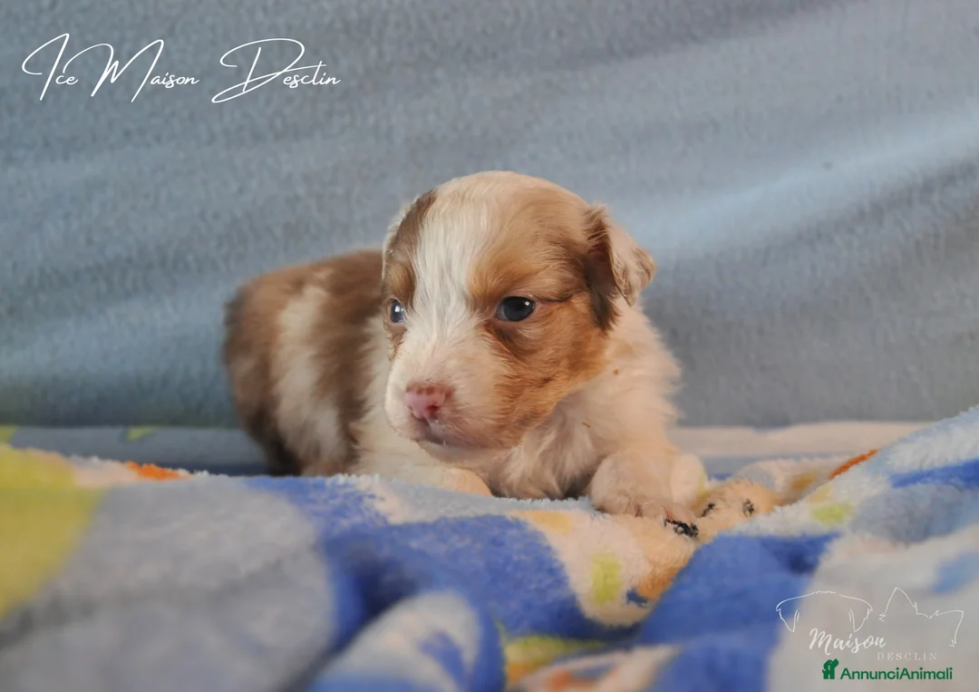 Australian Shepherd cani in vendita: Cuccioli pastore australiano  - Annuncio 9