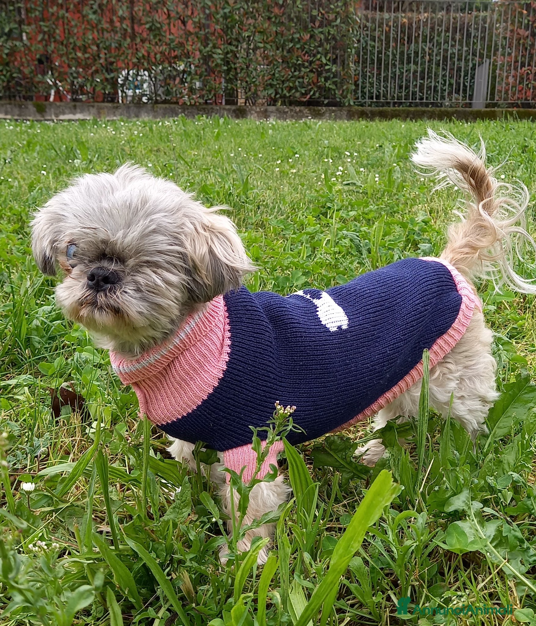 Shih Tzu cani Iris  - Annuncio 1