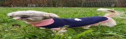 Shih Tzu cani in regalo: Iris  - Annuncio 1