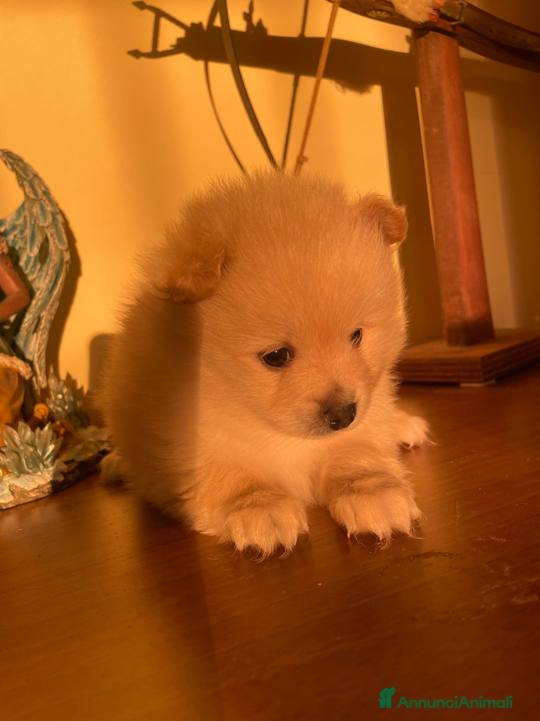 Volpino Pomerania cani in vendita: Volpino Pomerania  - Annuncio 4