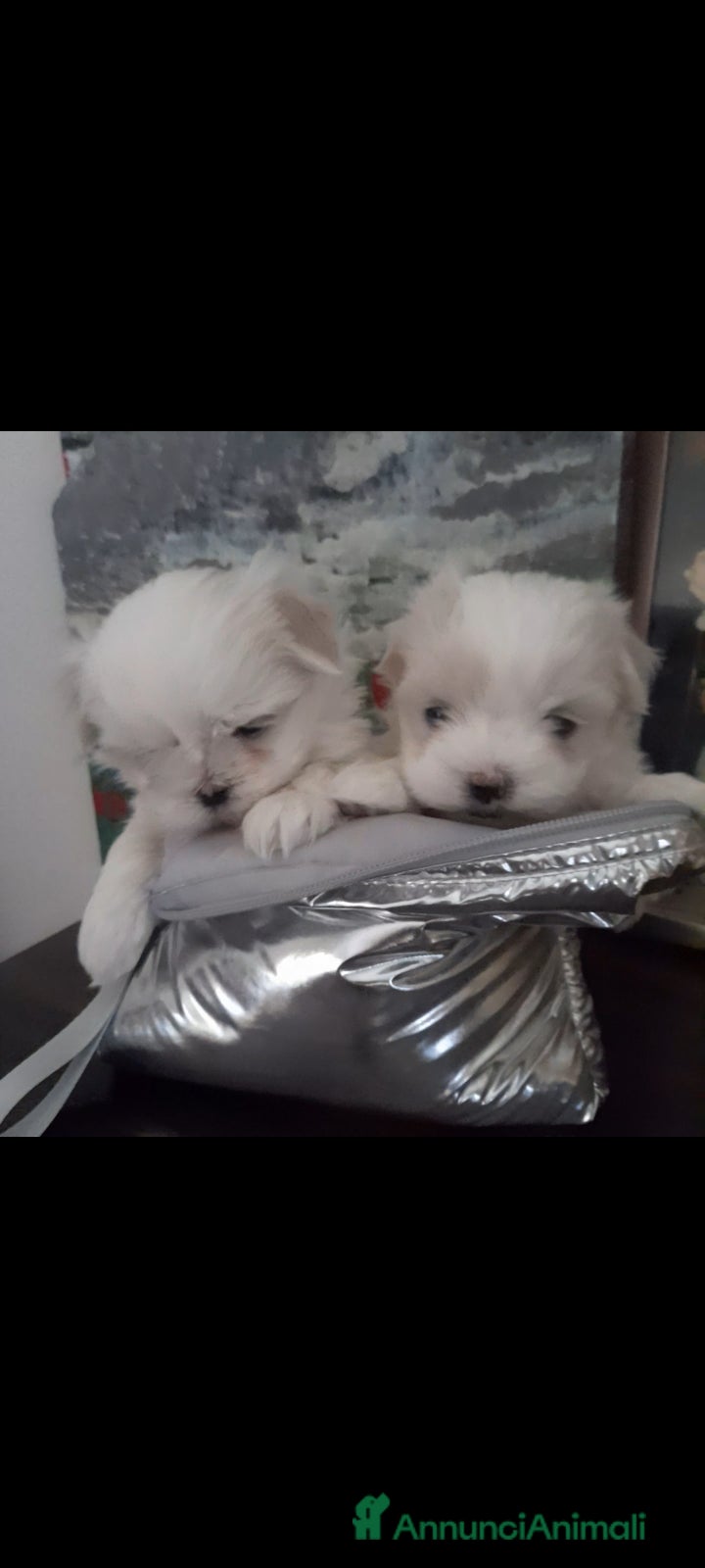 Maltese cani Maltese  - Annuncio 2