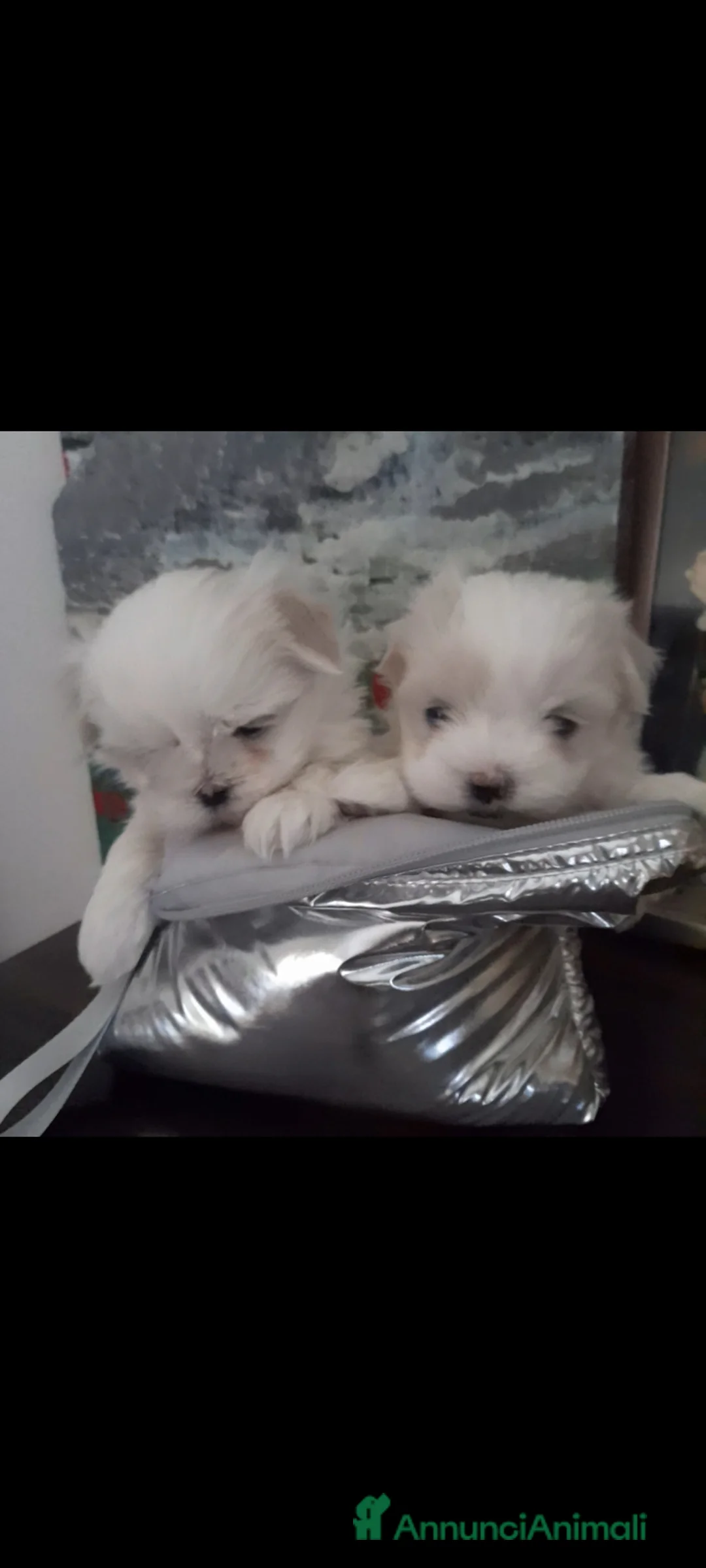 Maltese cani in vendita: Maltese  - Annuncio 2