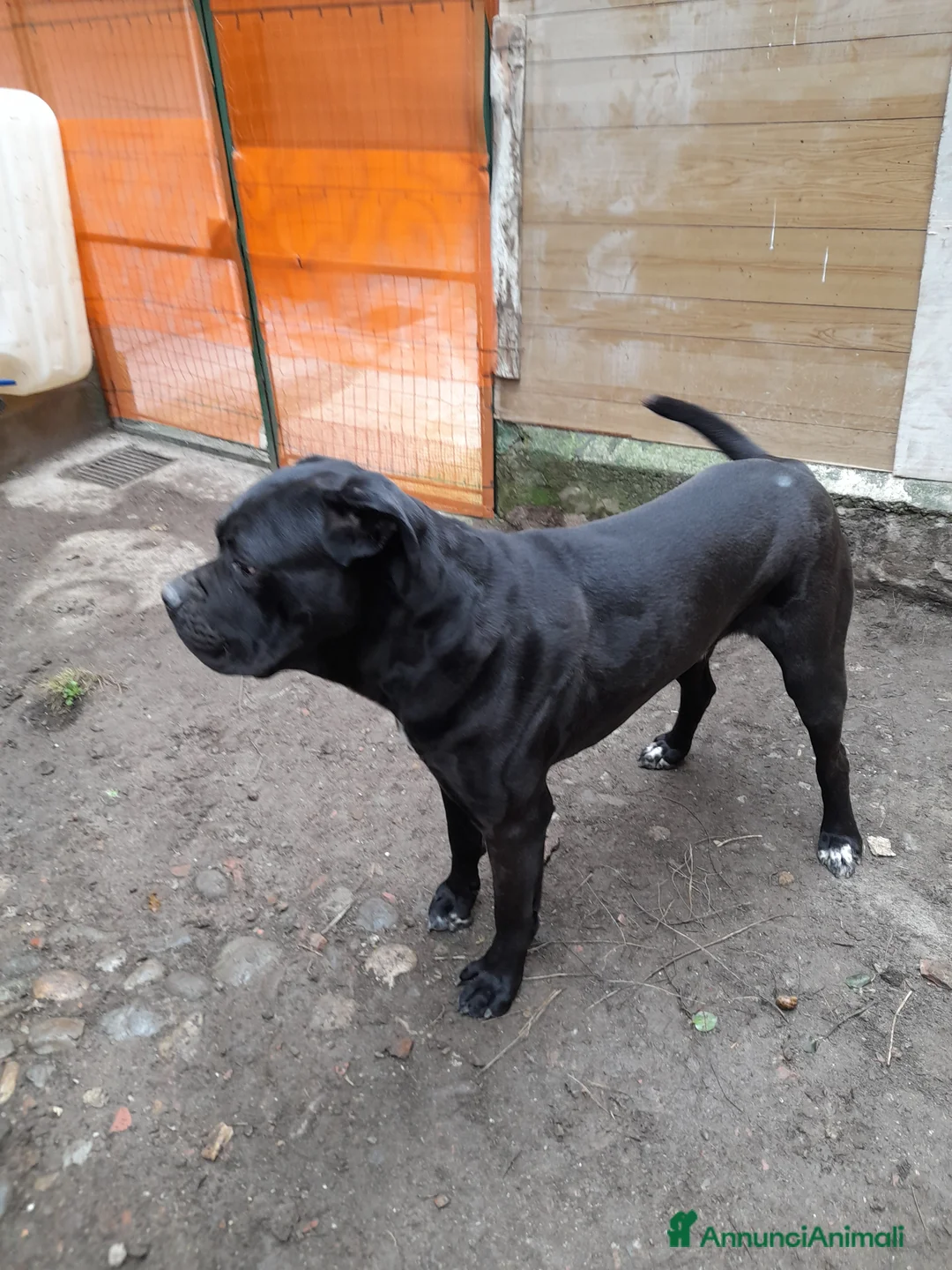 Cane Corso cani in regalo: cedo cane Corso in regalo - Annuncio 7