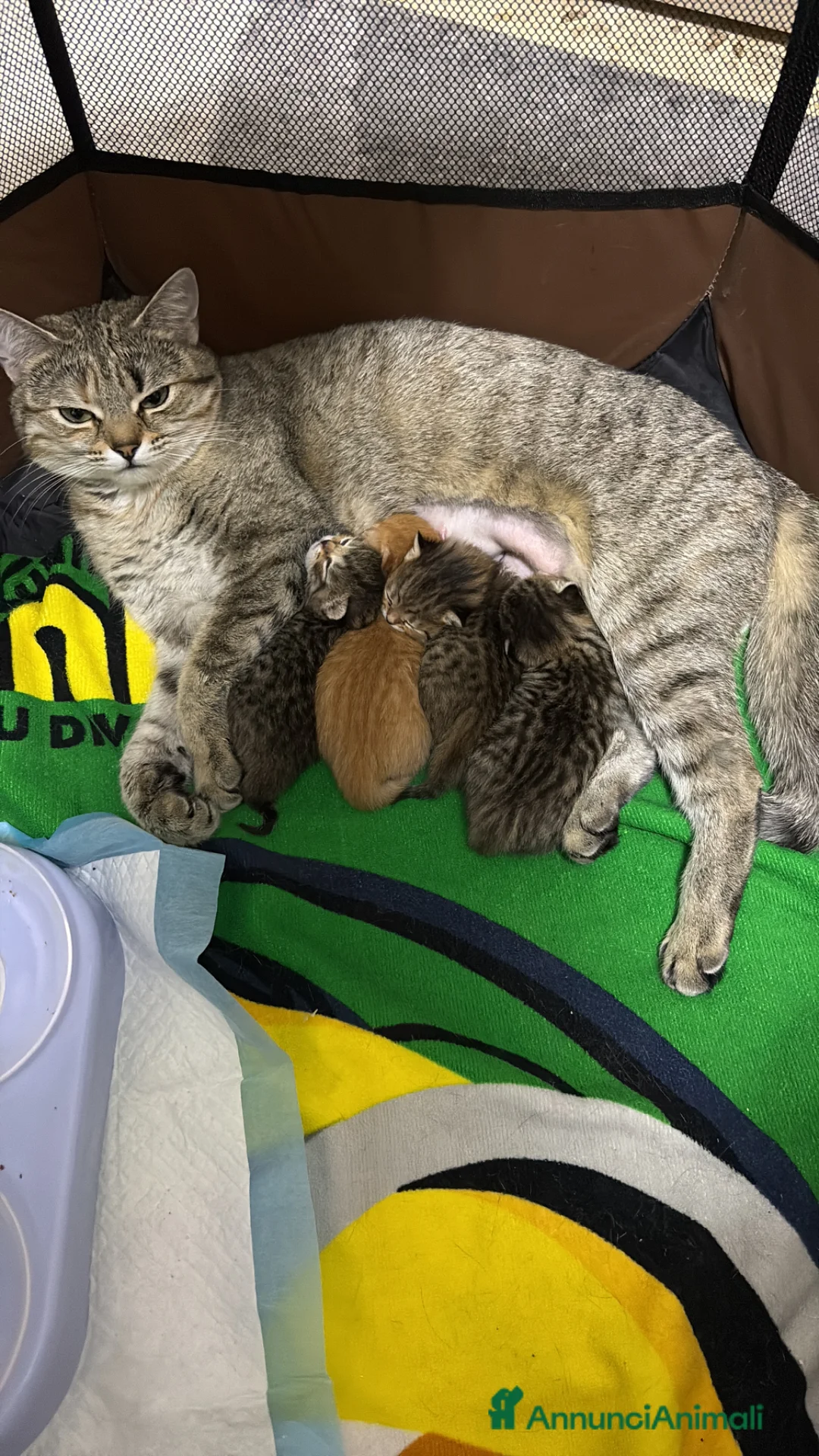 Scottish gatti in vendita: Scottish a Provincia di Bergamo - Annuncio 1