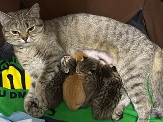 Scottish gatti Scottish - Annuncio 9