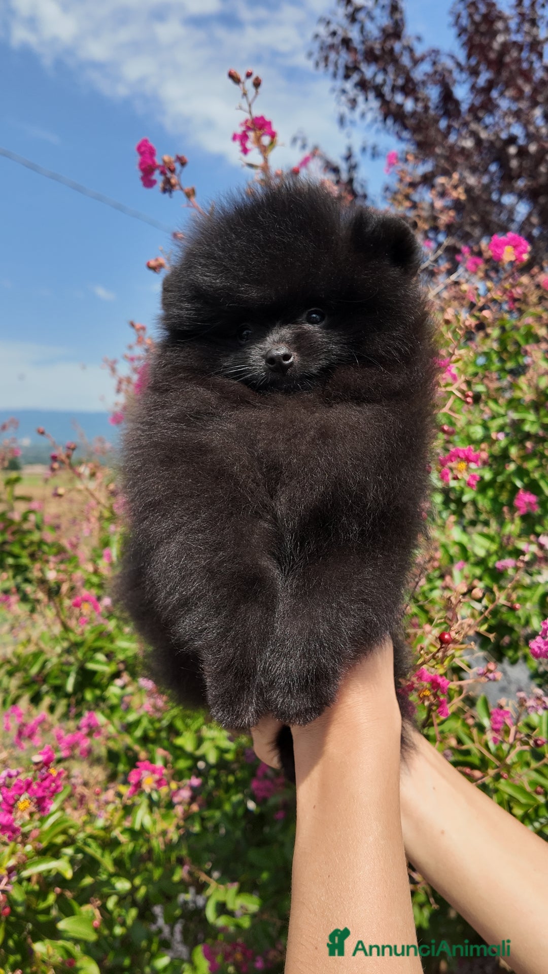 Volpino Pomerania cani in vendita:  Pomerania Spitz tedesco nano  - Annuncio 3