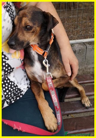 Meticcio cani a Città Metropolitana di Torino - Annuncio 19