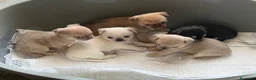 Chihuahua cani in vendita: cuccioli chihuahua - Annuncio 8