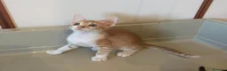 Meticcio gatti in regalo: Gattini adorabili a Provincia di Crotone - Annuncio 6
