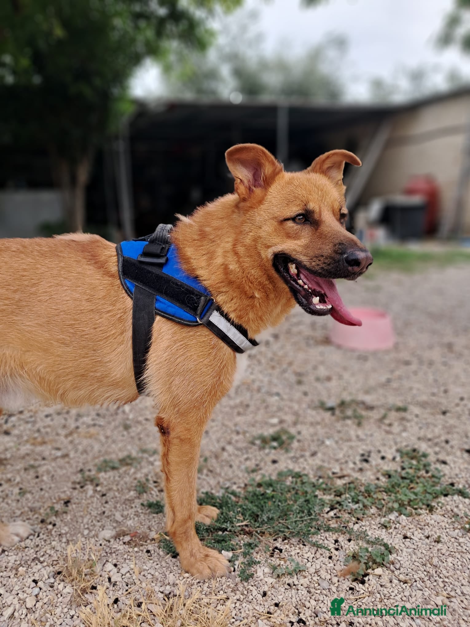 Meticcio cani HOLLY aitante giovanotto a Città Metropolitana di Venezia - Annuncio 39