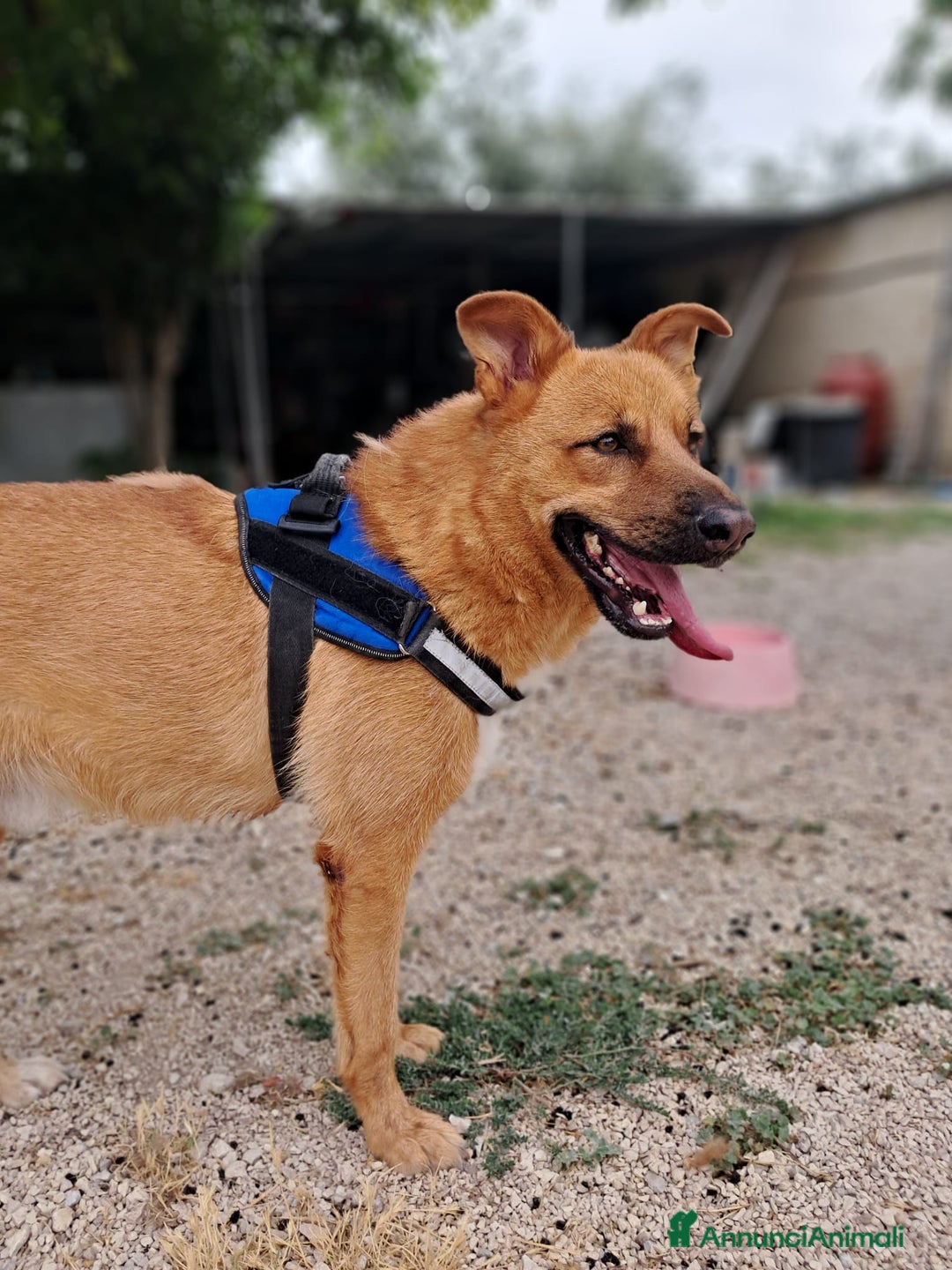 Meticcio cani in regalo: HOLLY aitante giovanotto a Città Metropolitana di Venezia - Annuncio 1