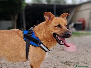 Meticcio cani HOLLY aitante giovanotto a Città Metropolitana di Venezia - Annuncio 23