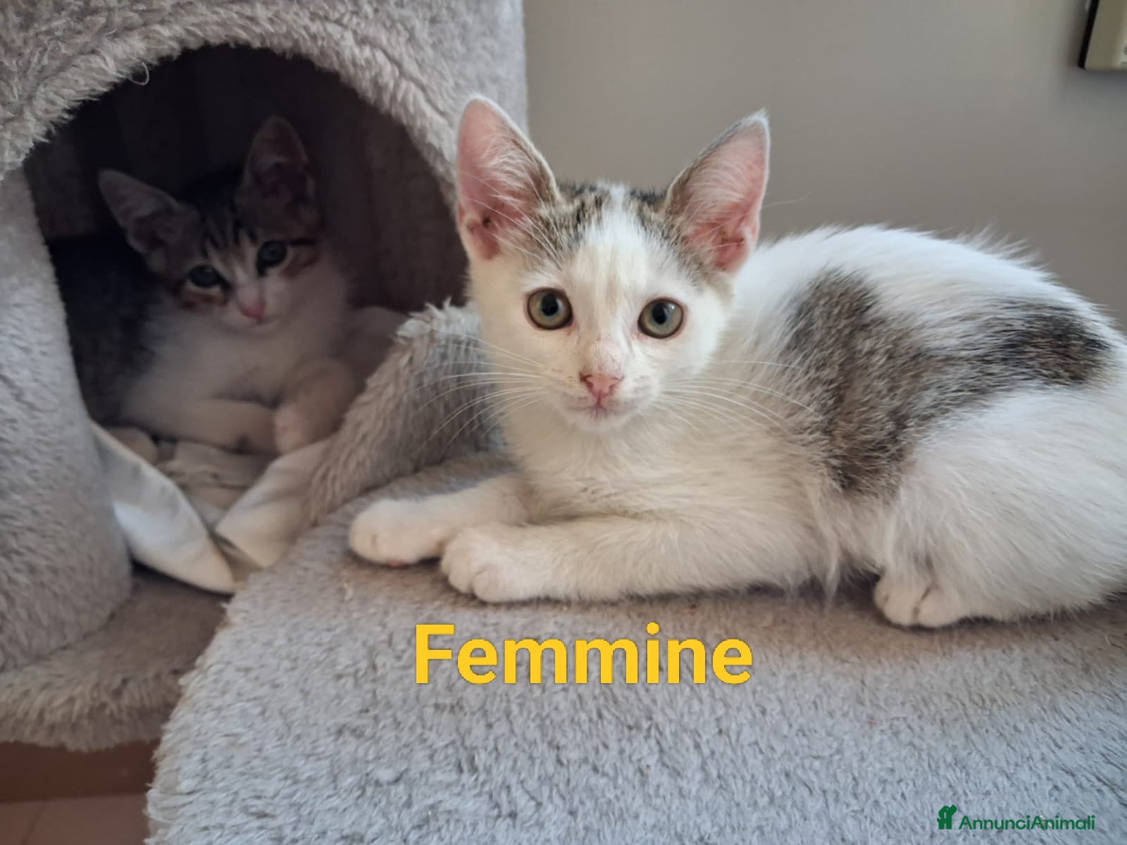 Meticcio gatti 3 fratellini  - Annuncio 1