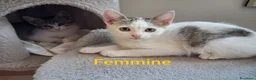 Meticcio gatti in regalo: 3 fratellini  - Annuncio 1
