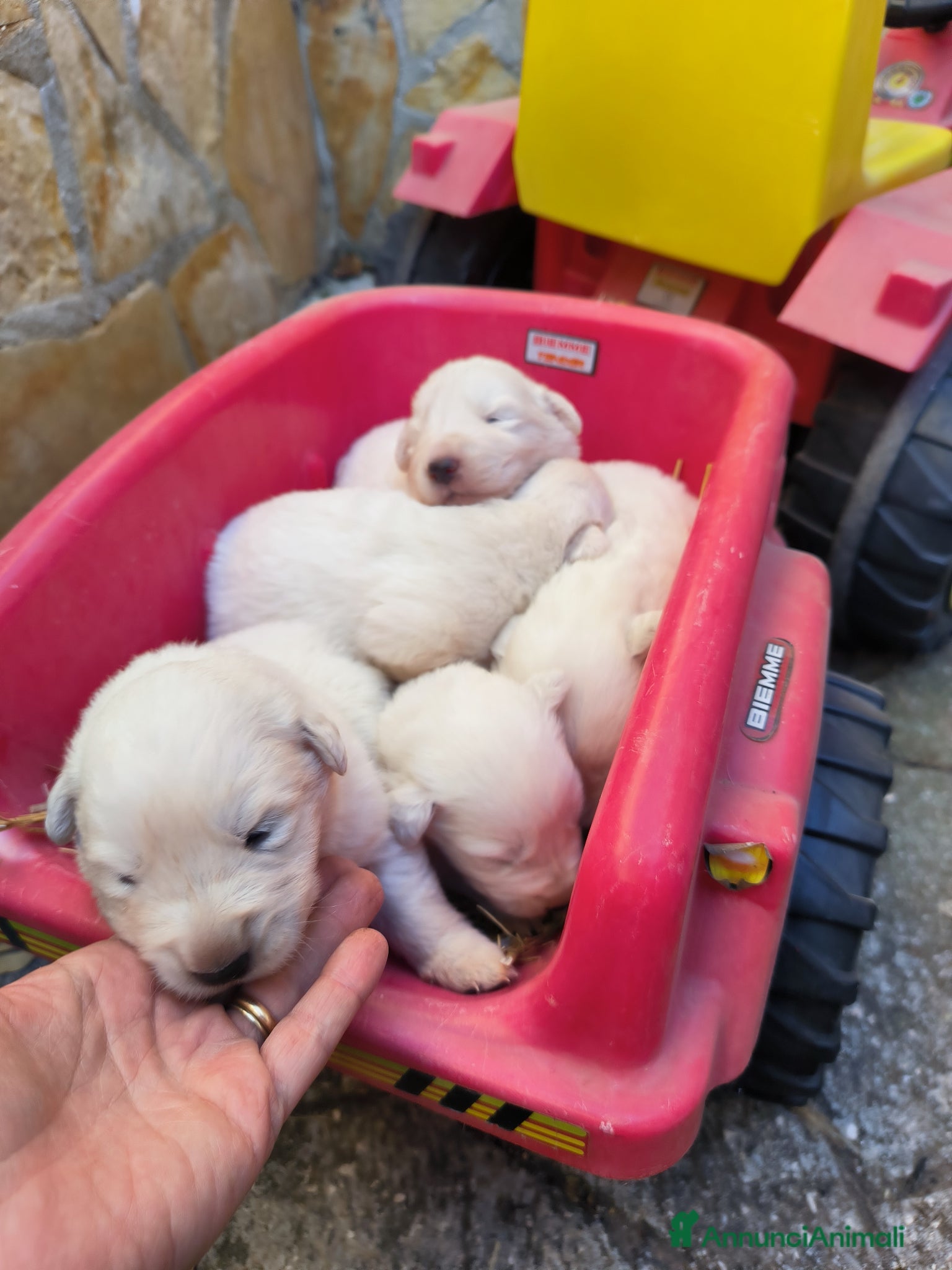 Pastore Abbruzzese Maremmano cani in vendita: Cucciolo di pastore maremmano abruzzese  a Città Metropolitana di Bari - Annuncio 4