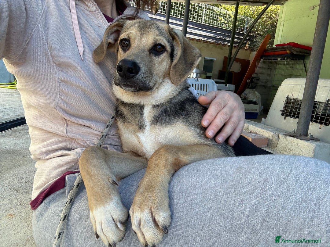 Meticcio cani in regalo: Mocaccino cucciolo taglia media in canile  - Annuncio 2