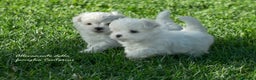 Maltese cani in vendita: Meravigliosi cuccioli di Maltese a Provincia di Rimini - Annuncio 6
