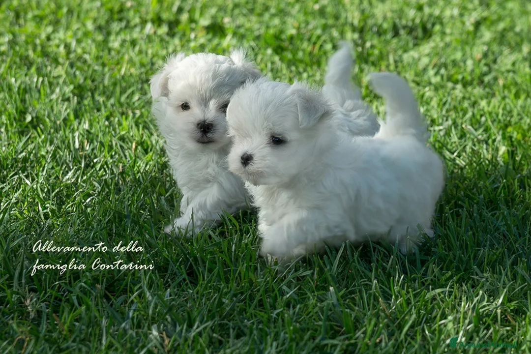 Maltese cani in vendita: Meravigliosi cuccioli di Maltese a Provincia di Rimini - Annuncio 6