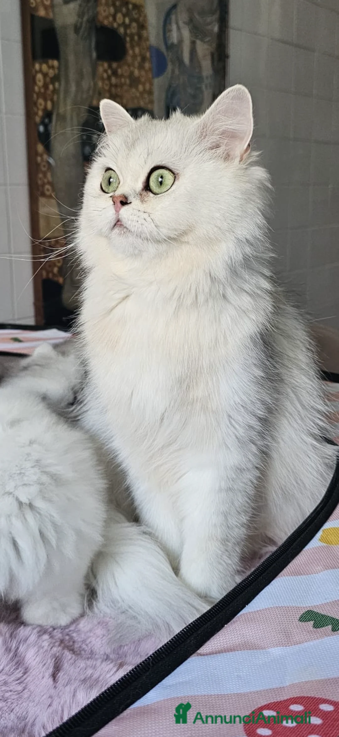 British gatti in vendita: British longhair certificati afef - Annuncio 6