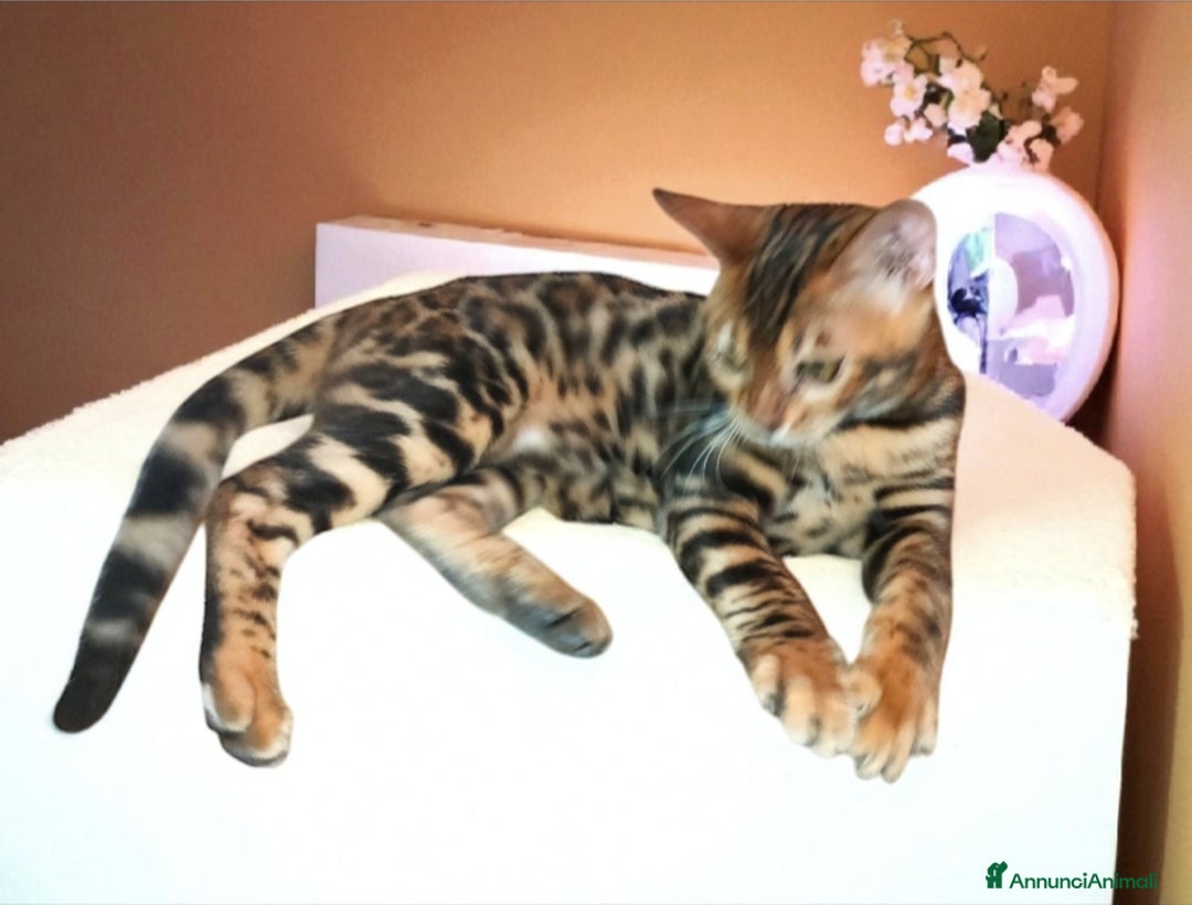 Bengala gatti in vendita: Gattina Bengala  - Annuncio 6