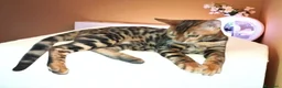 Bengala gatti in vendita: Gattina Bengala  - Annuncio 6