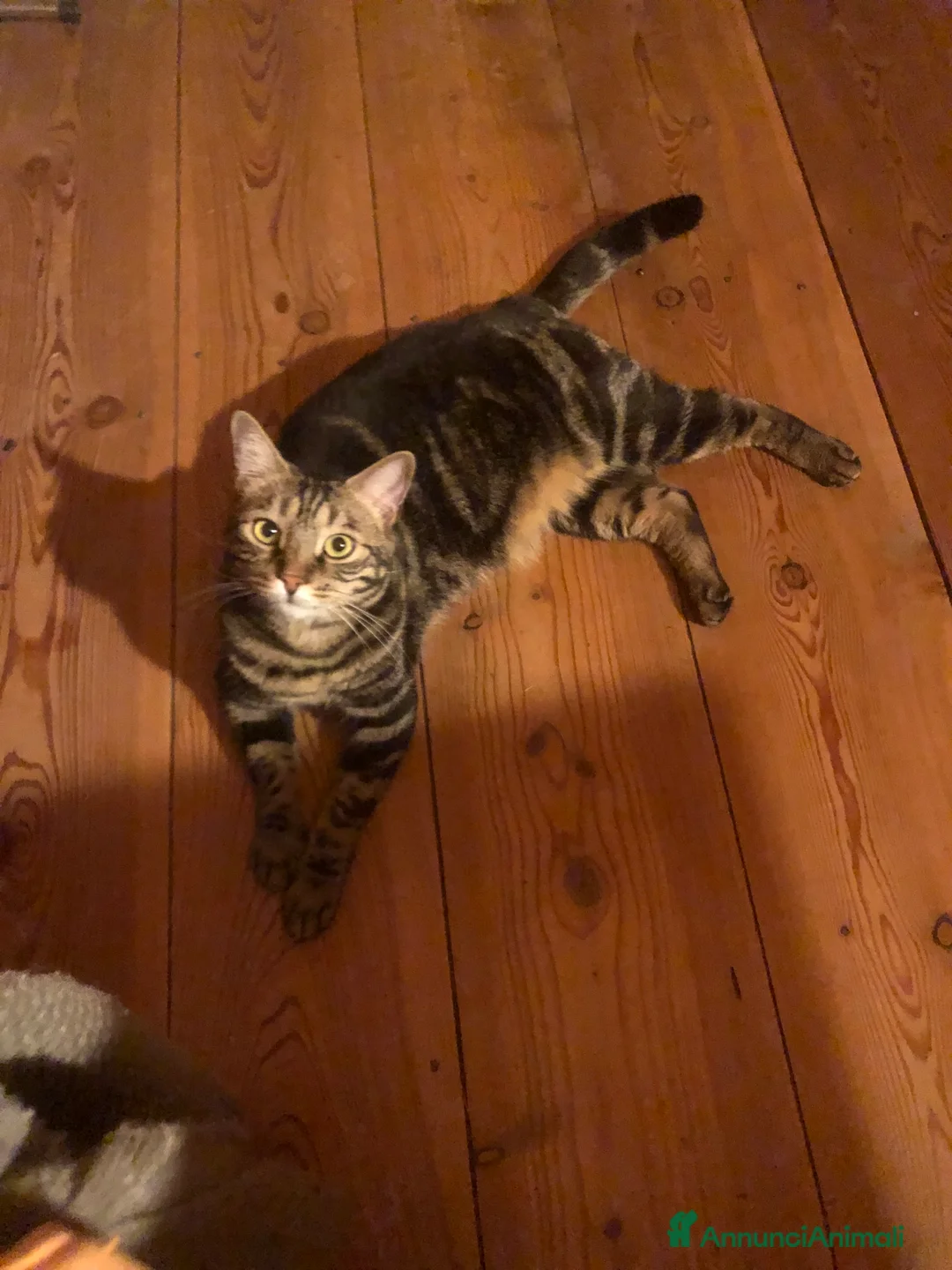 Europeo gatti in regalo: Gatto maschio adulto (sterilizzato) - Annuncio 24